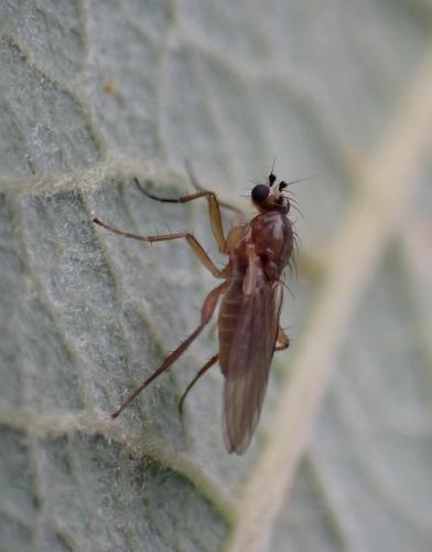 Lonchoptera tristis